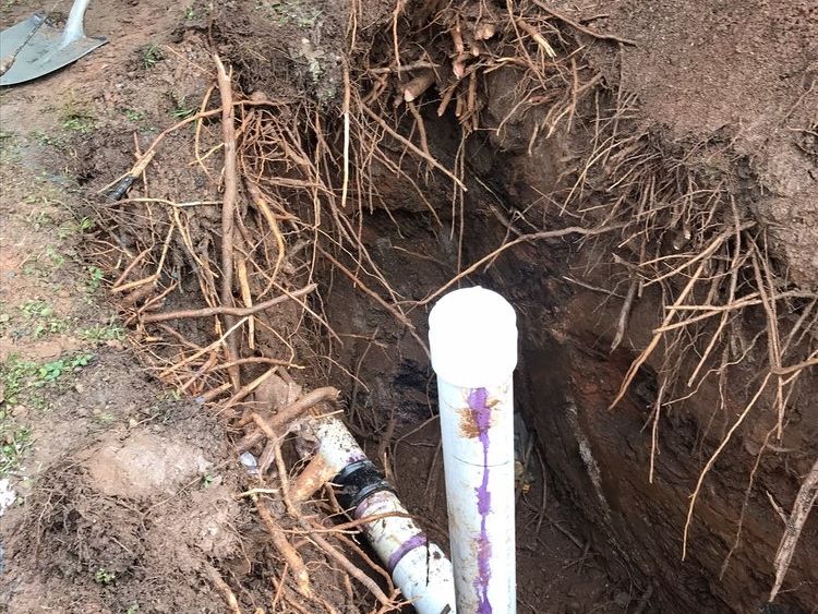 Tree roots and a new white PVC cleanout pipe in a hole