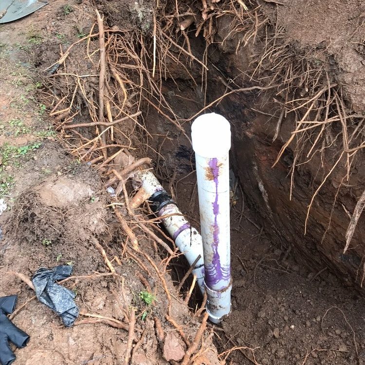Tree roots and a new white PVC cleanout pipe in a hole