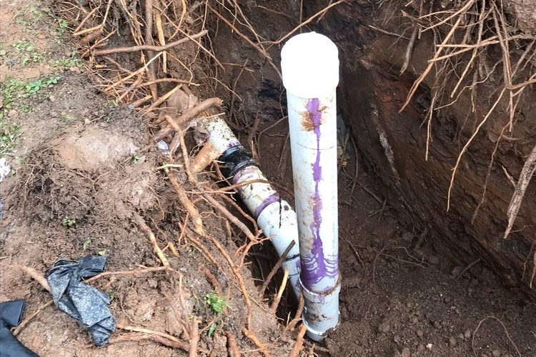 Tree roots and a new white PVC cleanout pipe in a hole